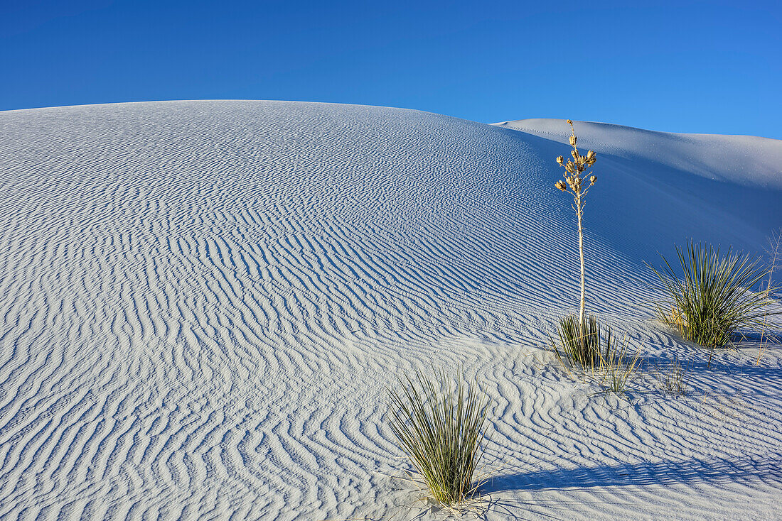 Seifen-Palmlilie steht in weißen Sanddünen, White Sands National Monument, New Mexico, USA