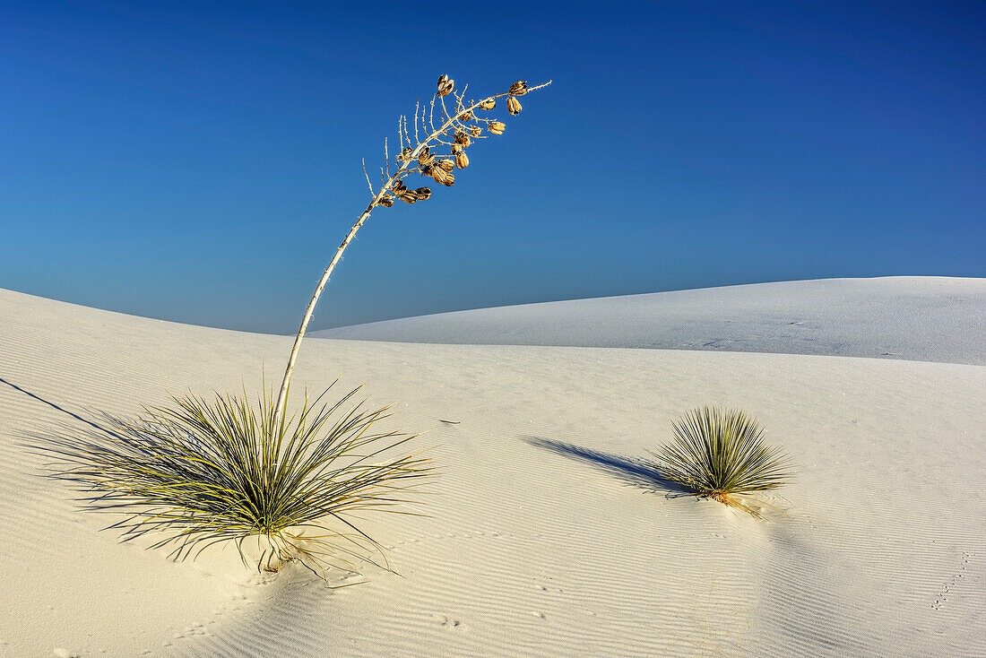 Yucca standing in white sand dunes, White Sands National Monument, New Mexico, USA
