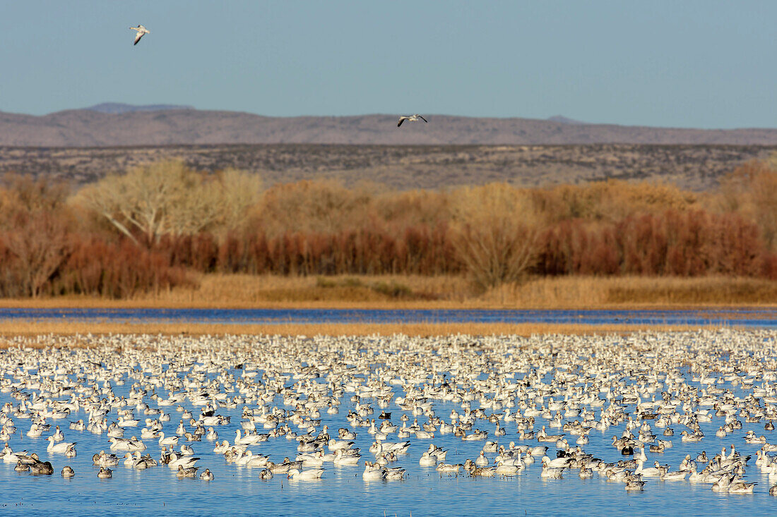 Snow geese swimming at lake, Bosque del Apache National Wildlife Refuge, New Mexico, USA