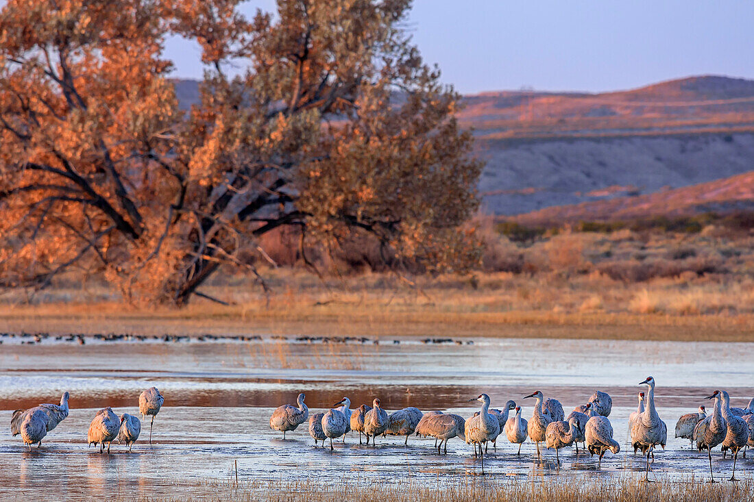 Cranes standing in lake, Bosque del Apache National Wildlife Refuge, New Mexico, USA