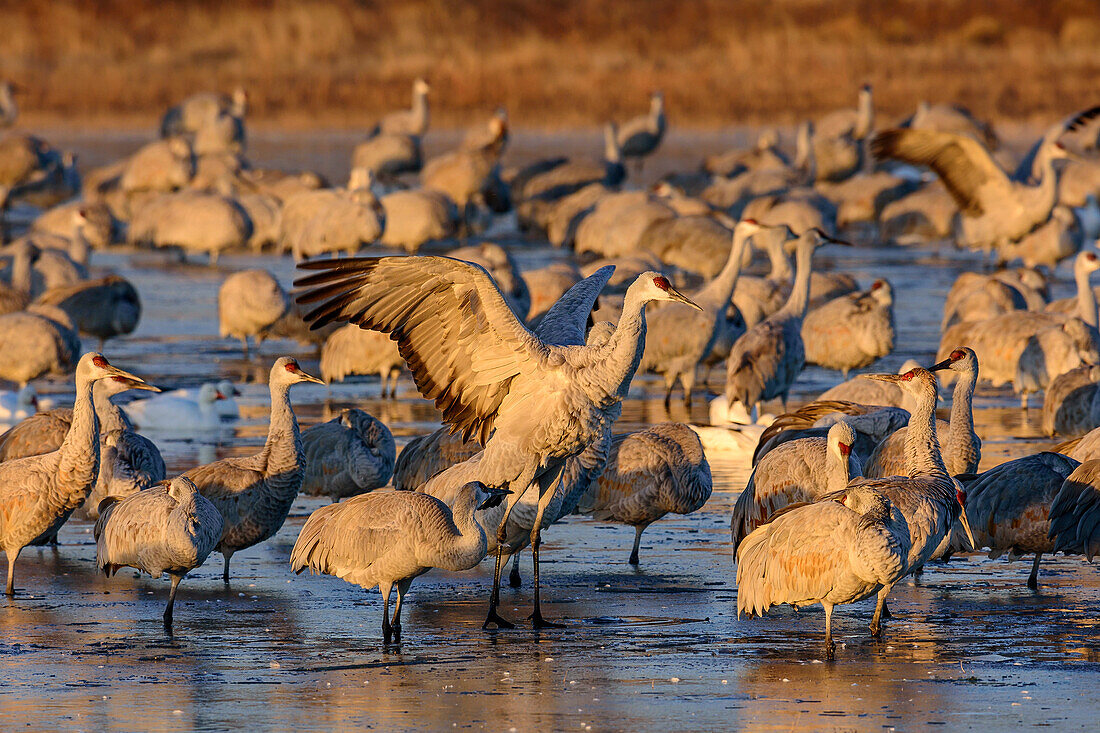 Cranes standing in lake, Bosque del Apache National Wildlife Refuge, New Mexico, USA