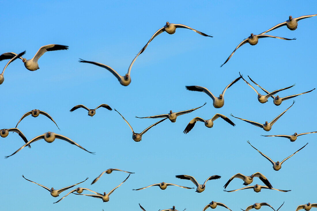 Many snow geese in flight, Bosque del Apache National Wildlife Refuge, New Mexico, USA