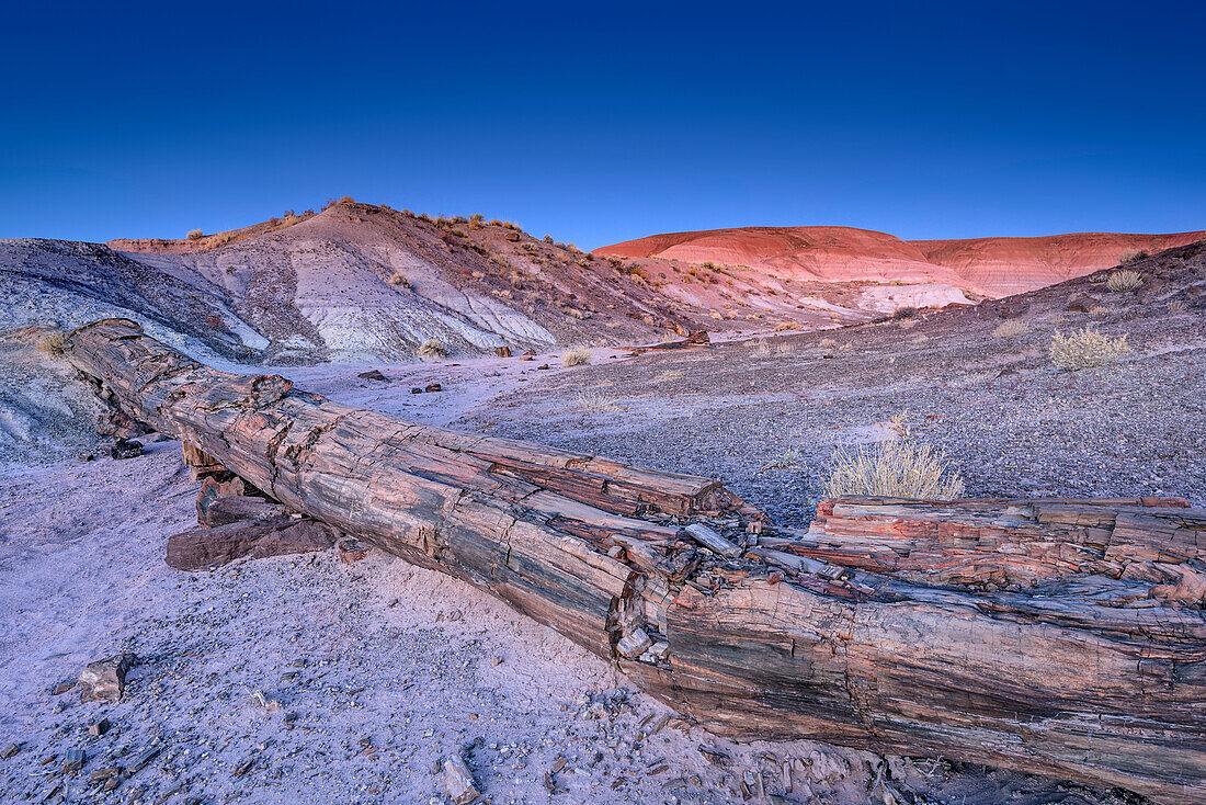 Baumstamm aus versteinertem Holz, Petrified Forest Nationalpark, Arizona, USA