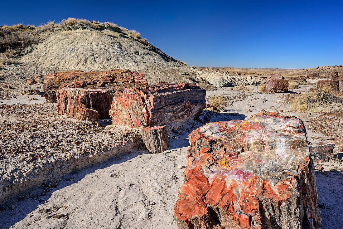 Colourful tree trunk of petrified wood, Petrified Forest National Park, Arizona, USA