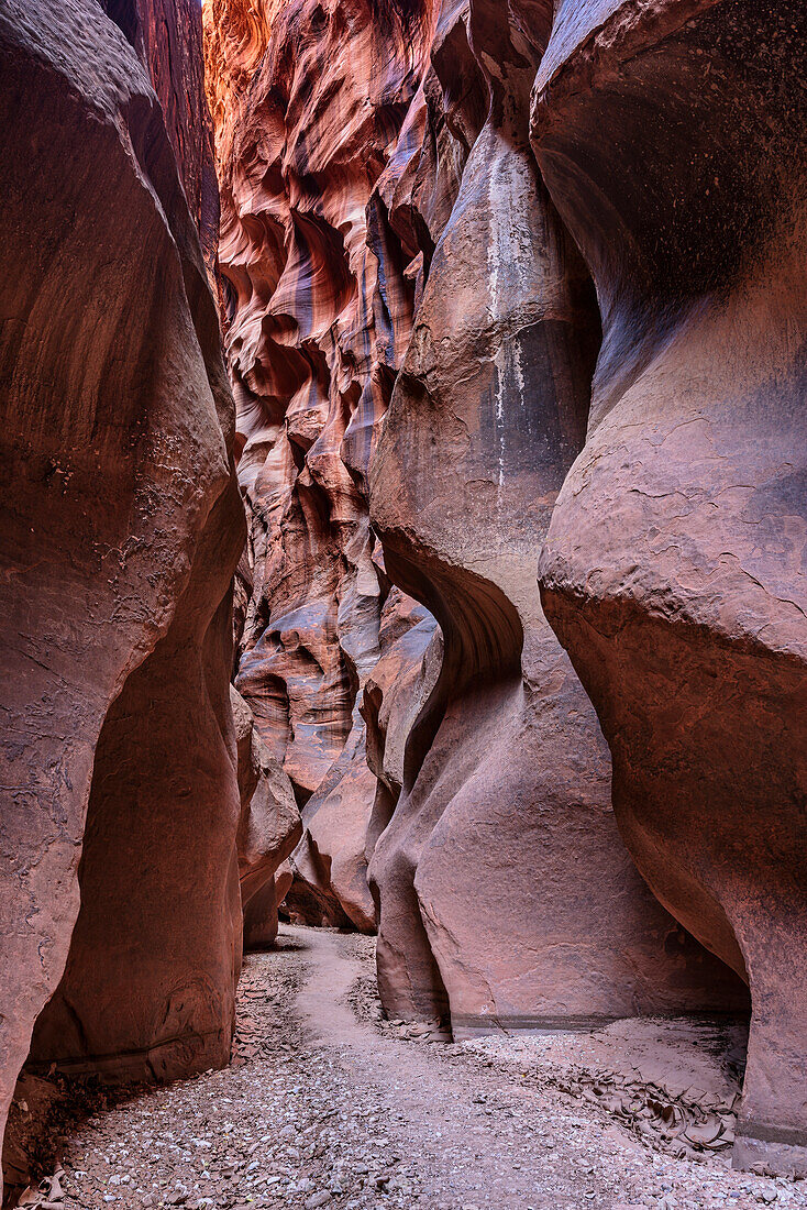 Red sandstone canyon, Buckskin Gulch, Grand Staircase-Escalante National Monument, Utah, USA