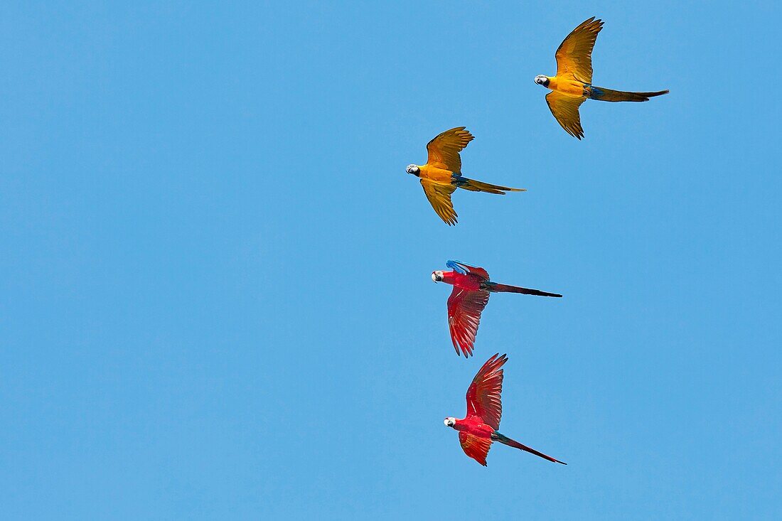 The Blue-and-Yellow Macaws (Ara ararauna) and the Red-and-Green Macaws (Ara chloropterus) in flight. Bali Bird Park, Batubulan, Bali, Indonesia.
