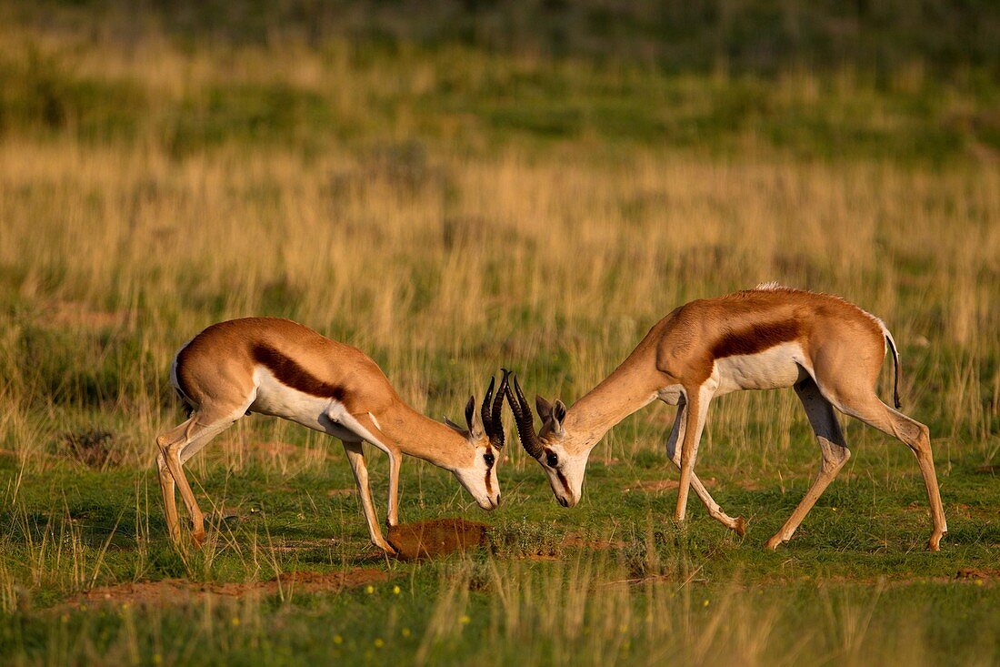 Springbok (Antidorcas marsupialis), fighting, Kgalagadi Transfrontier Park in rainy season, Kalahari Desert, South Africa/Botswana.