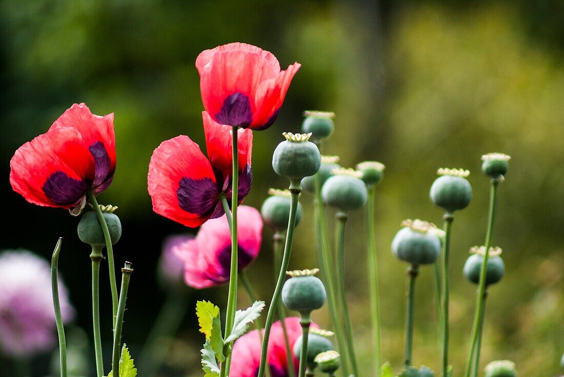 Poppy enchantment in an English garden. Red and pink poppies with dark patches.