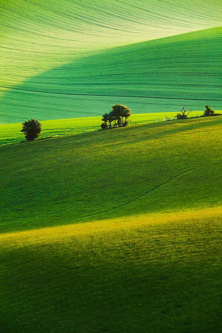 Spring sunrise in South Downs National Park, East Sussex, England.