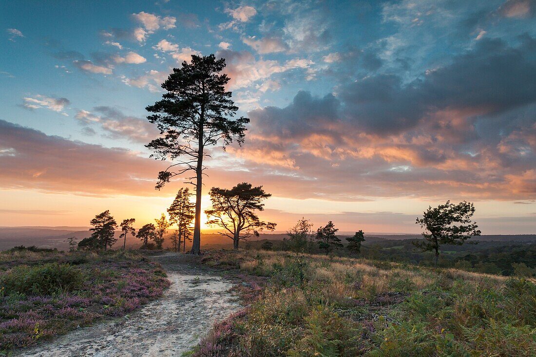 Sunset at Blackdown, South Downs National Park, West Sussex, England.