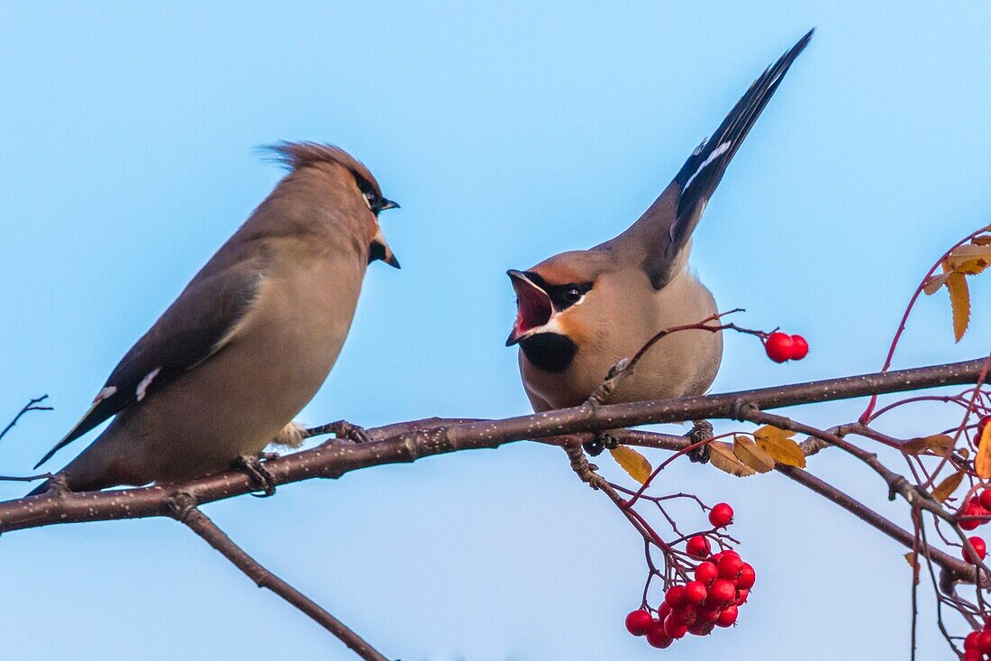 Two Bohemian waxwing arguing in a rowantree, Gällivare, Swedish Lapland, Sweden.