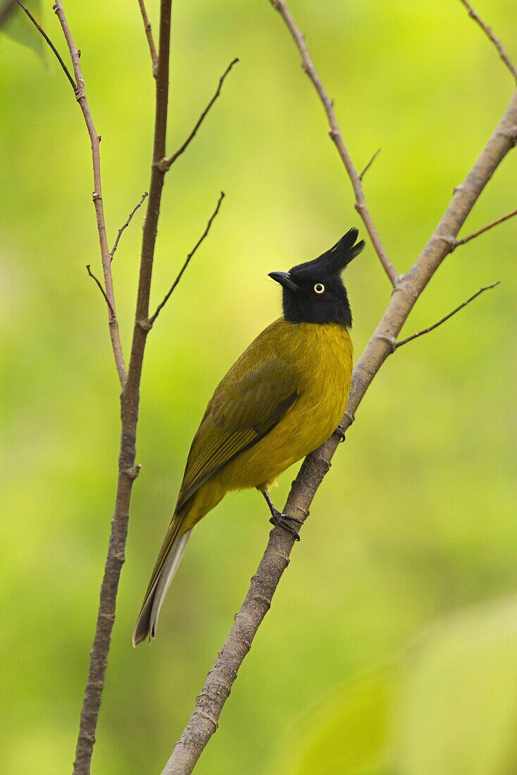 Black Crested Bulbul, Pycnonotus flaviventris, Kyari village, Uttarakhand, India.