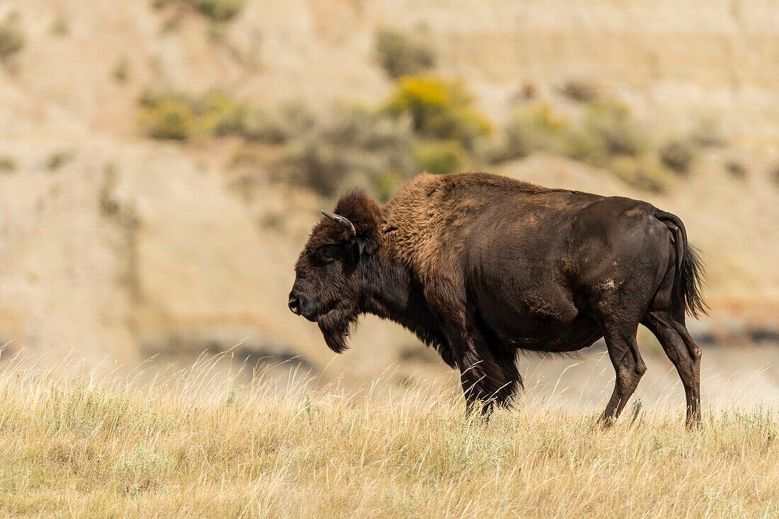 Plains bison (Bison bison), Theodore Roosevelt NP (South Unit), North Dakota, USA.