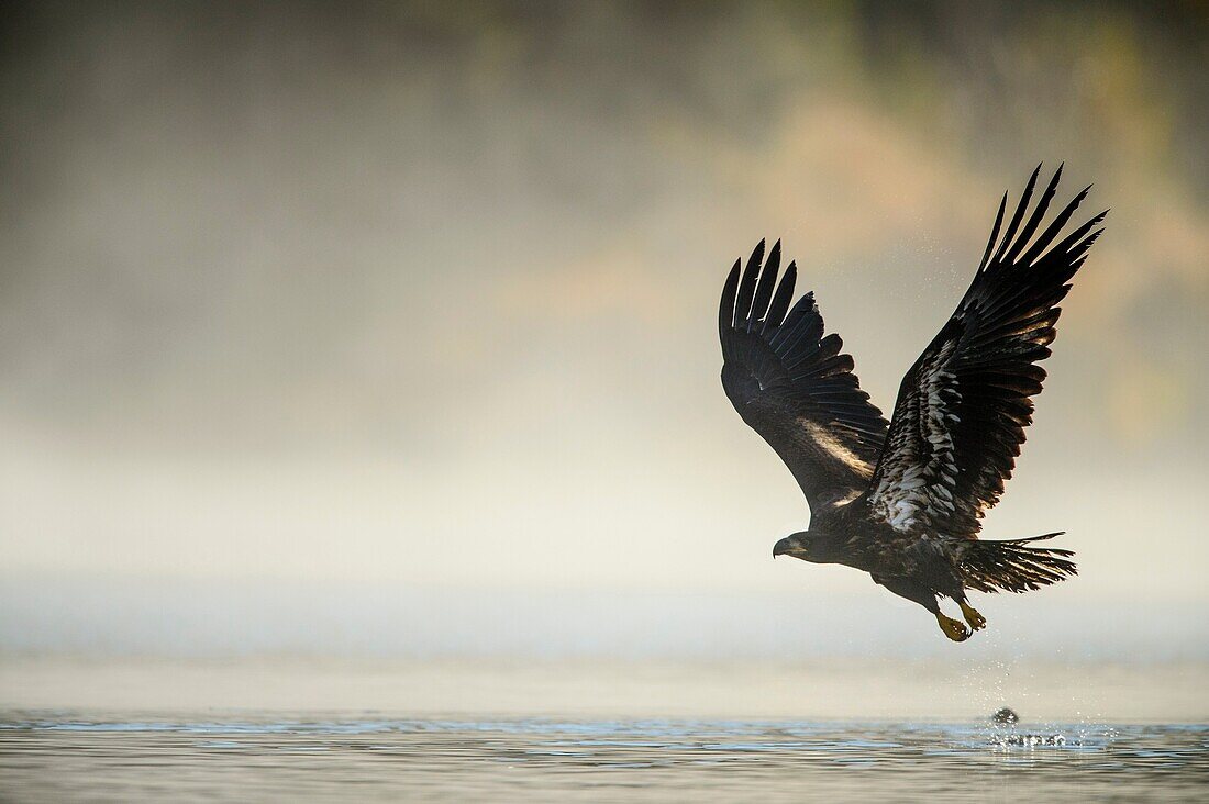 Bald eagle (Haliaeetus leucocephalus)- Juvenile attracted to sockeye salmon run on the Chilko River taking flight, Chilcotin Wilderness, BC Interior, Canada.