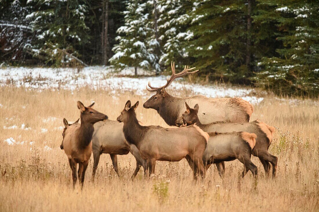 Elk (Cervus elaphus) Bull with harem of females in mountain meadow, Banff National Park, Alberta, Canada.