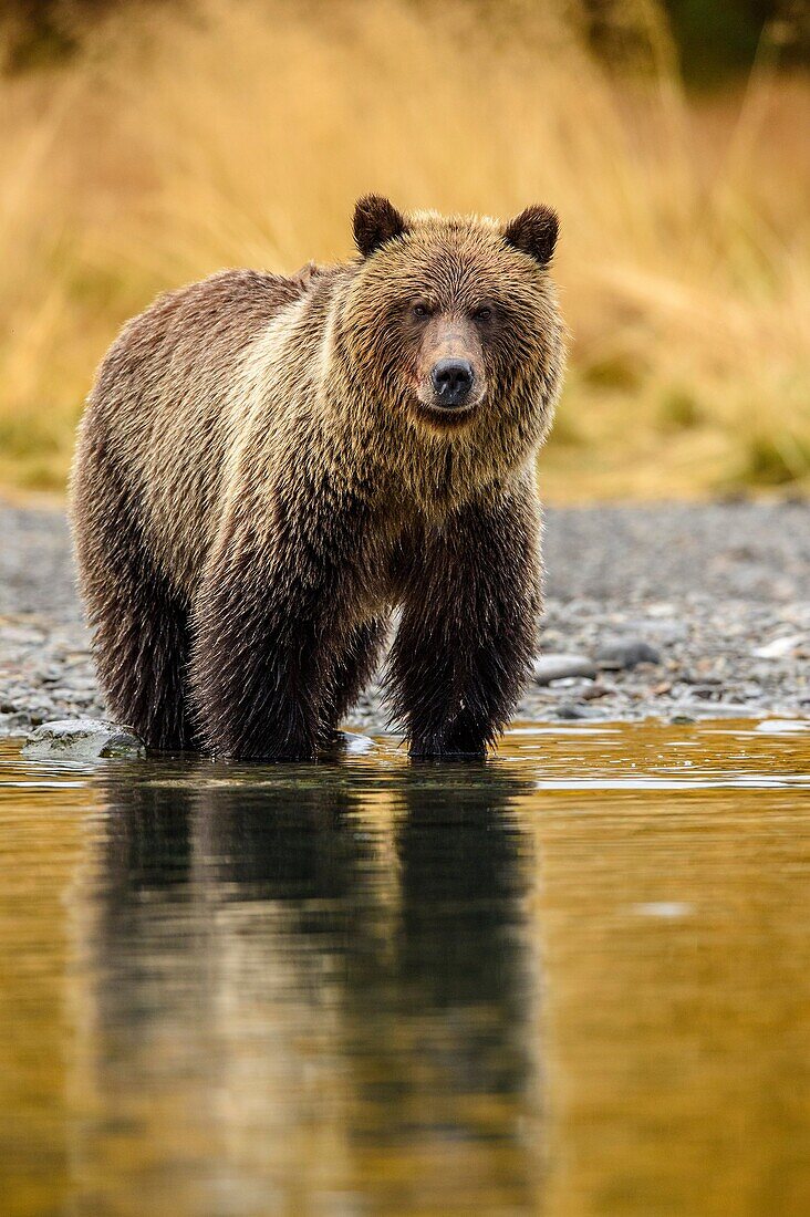 Grizzly bear (Ursus arctos)- Adult hunting sockeye salmon in shallows of the Chilko River. Chilcotin Wilderness, British Columbia BC.