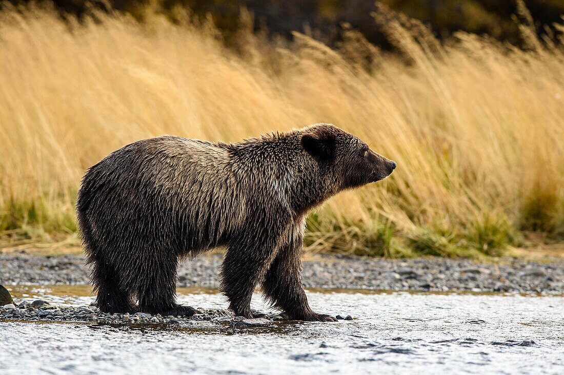 Grizzly bear (Ursus arctos)- Yearling cub wading shallows of the Chilko River, watching for spawning sockeye salmon. Chilcotin Wilderness, British Columbia BC.