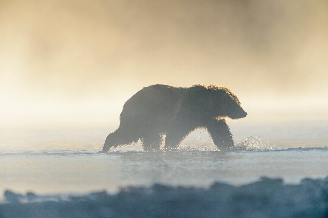 Grizzly bear (Ursus arctos)- Yearling cubs wading shallows of the Chilko River, watching for spawning sockeye salmon. Chilcotin Wilderness, British Columbia BC.