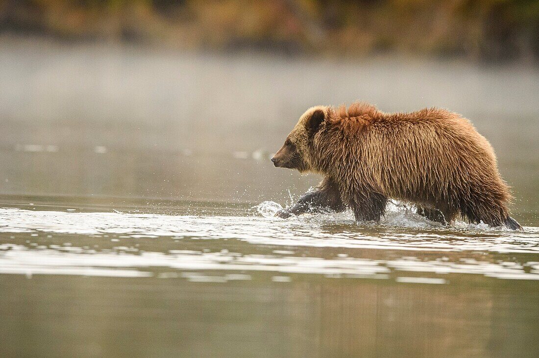 Grizzly bear (Ursus arctos)- First year cub wading in the Chilko River. Chilcotin Wilderness, British Columbia BC.