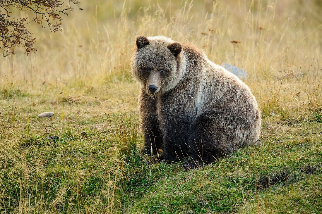 Grizzly bear (Ursus arctos)- Yearling cub on shore of the Chilko River. Chilcotin Wilderness, British Columbia BC.