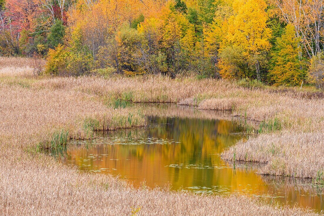 Autumn aspens on a hillside reflected in Lily Creek, Greater Sudbury, Ontario, Canada.