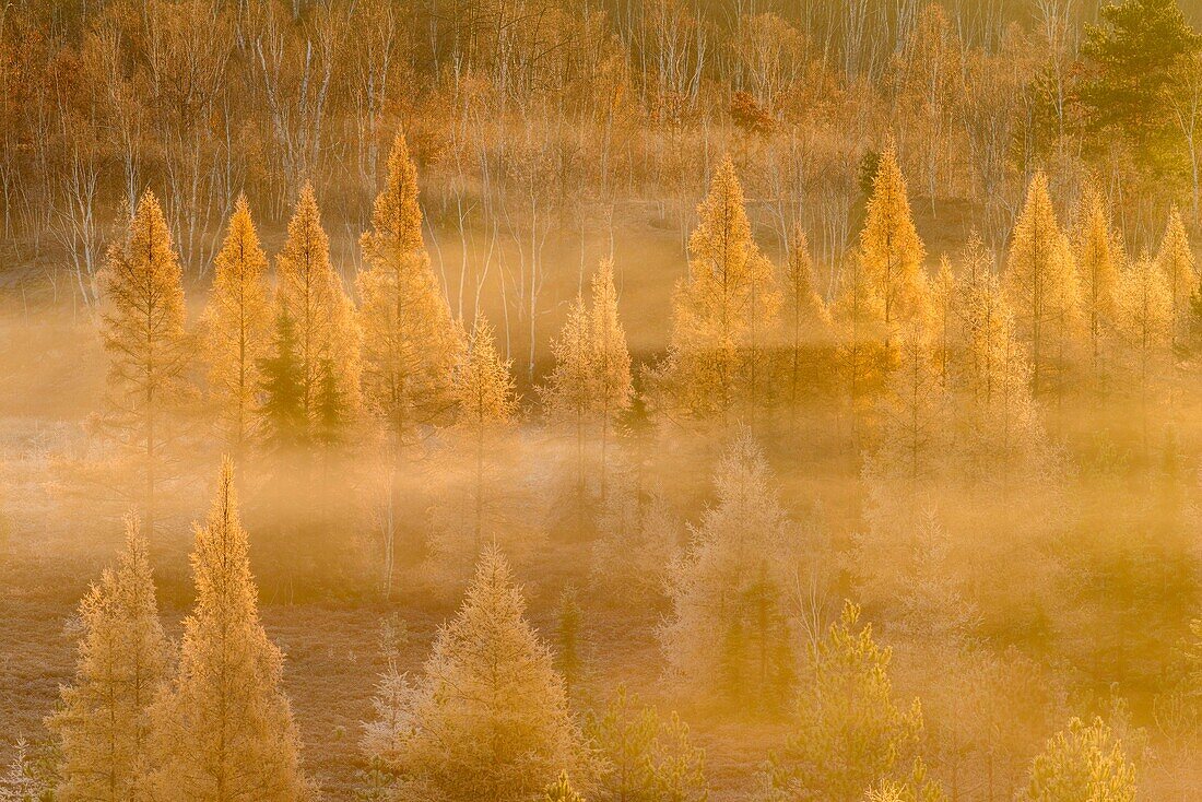 Autumn larches in the morning mist and frost, Greater Sudbury, Ontario, Canada.