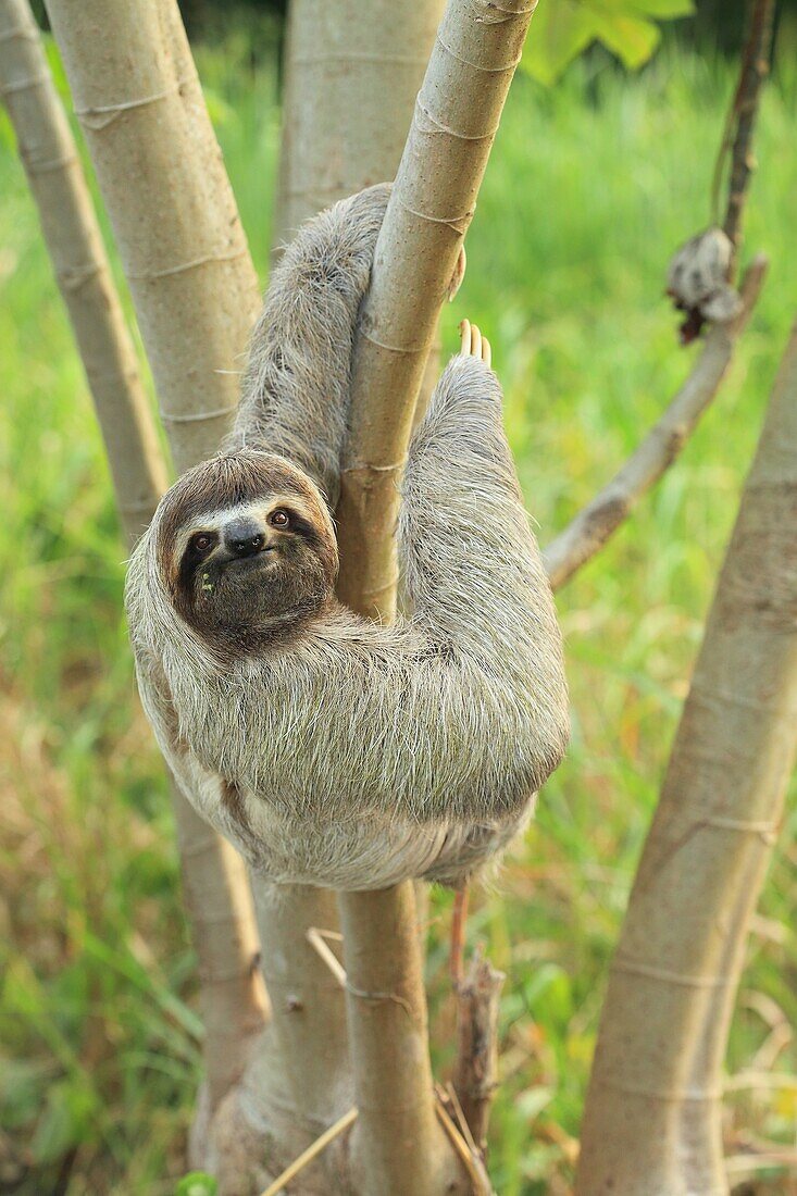Brown-throated sloth (Bradypus variegatus), Corcovado National Park, Costa Rica.