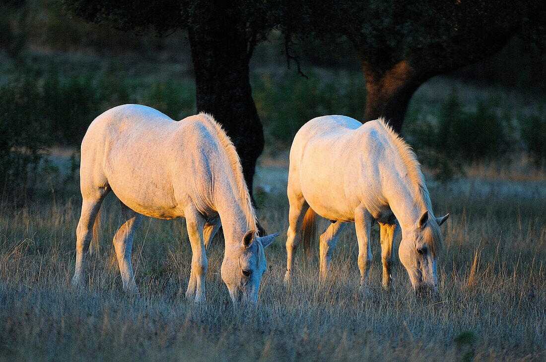 Horses in meadow at dawn. Sierra de San Padro Natural Reserve. Cáceres province. Extremadura. Spain