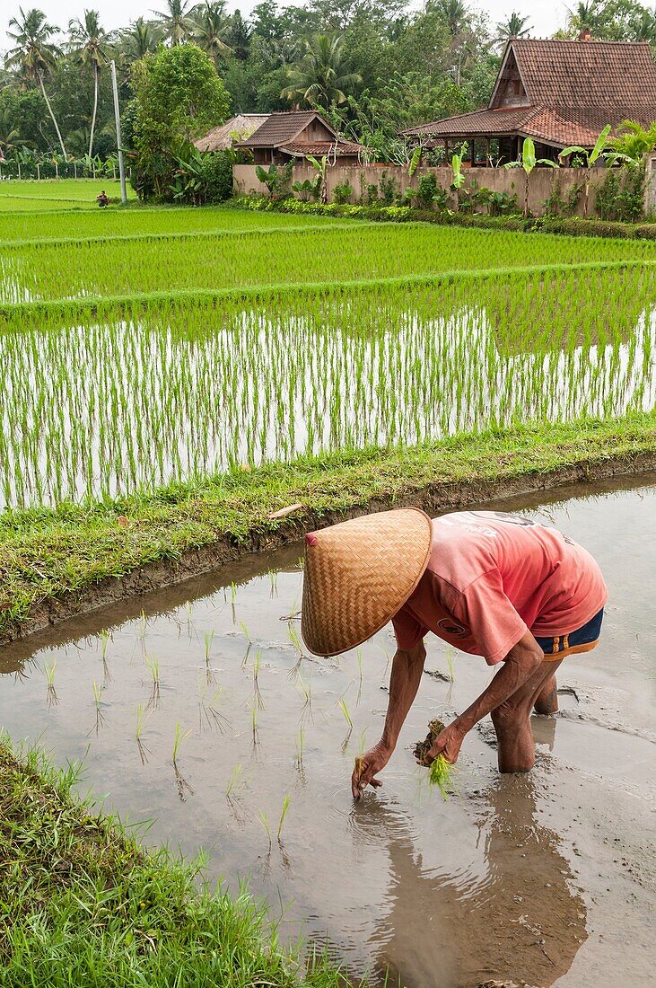 Farmer planting rice in the rice fields surrounding Ubud, central Bali, Indonesia.