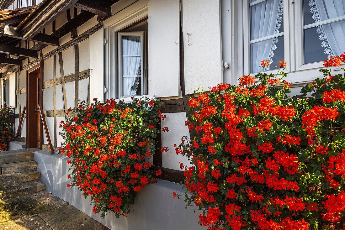 Half-timbered houses with flower decoration in Hunspach, small village in Northern Alsace, North Vosges, France, member of the most beautiful villages of France, department Bas-Rhin.
