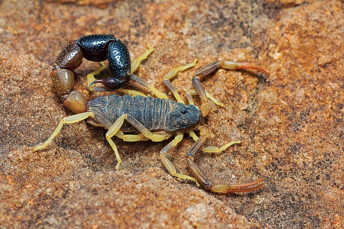 Bicolor Scorpion, Orthochirus bicolor, Saswad, Pune District, Maharashtra, India.