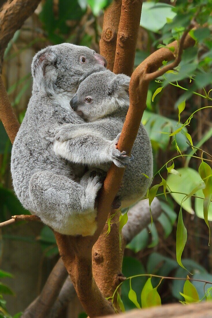 Koala, Phascolarctos cinereus, Mother with Young on Tree, Germany.