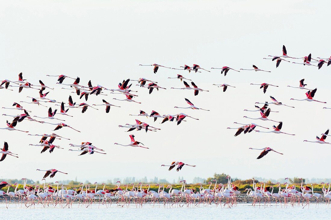 European Flamingo, Great Flamingo, Phoenicopterus roseus, in Flight, Saintes-Maries-de-la-Mer, Parc naturel régional de Camargue, Languedoc Roussillon, France.
