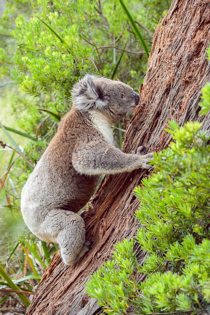 Koala, Phascolarctos cinereus, Climbing on Tree, Victoria, Australia.