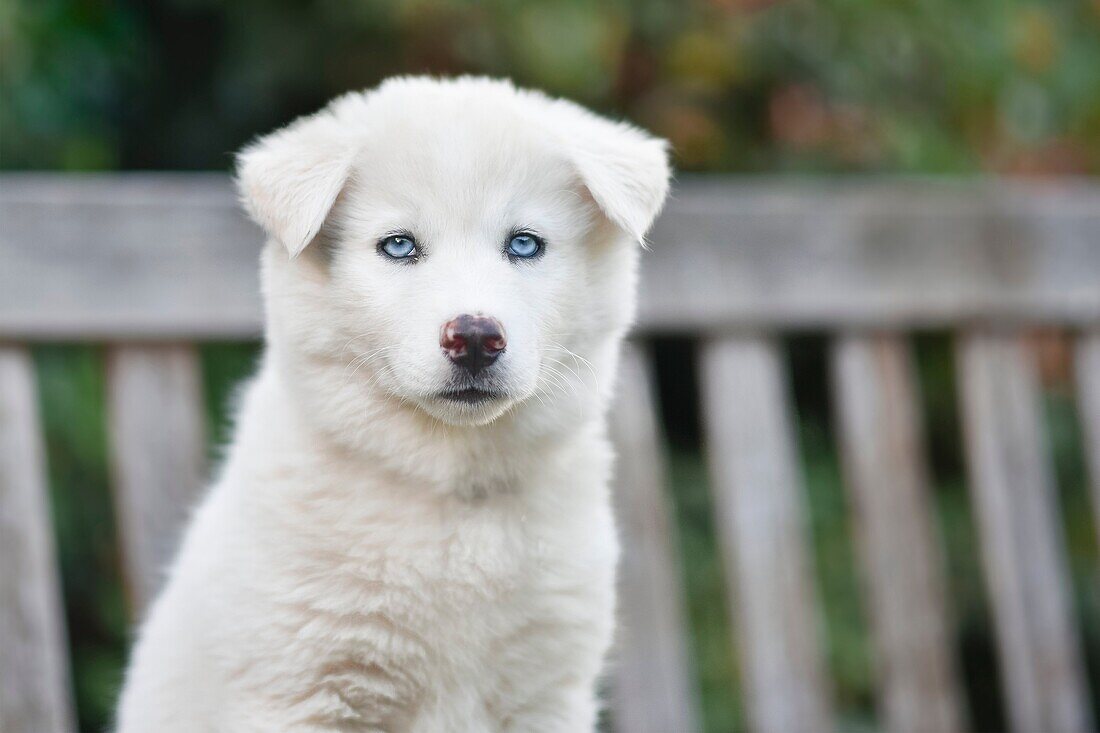 Portrait of white puppy.