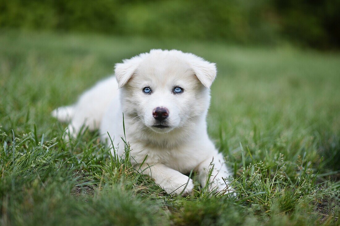 Portrait of white puppy laying on grass.