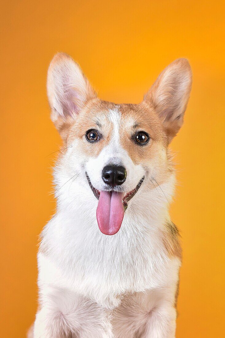 Studio portrait of corgi with tongue out