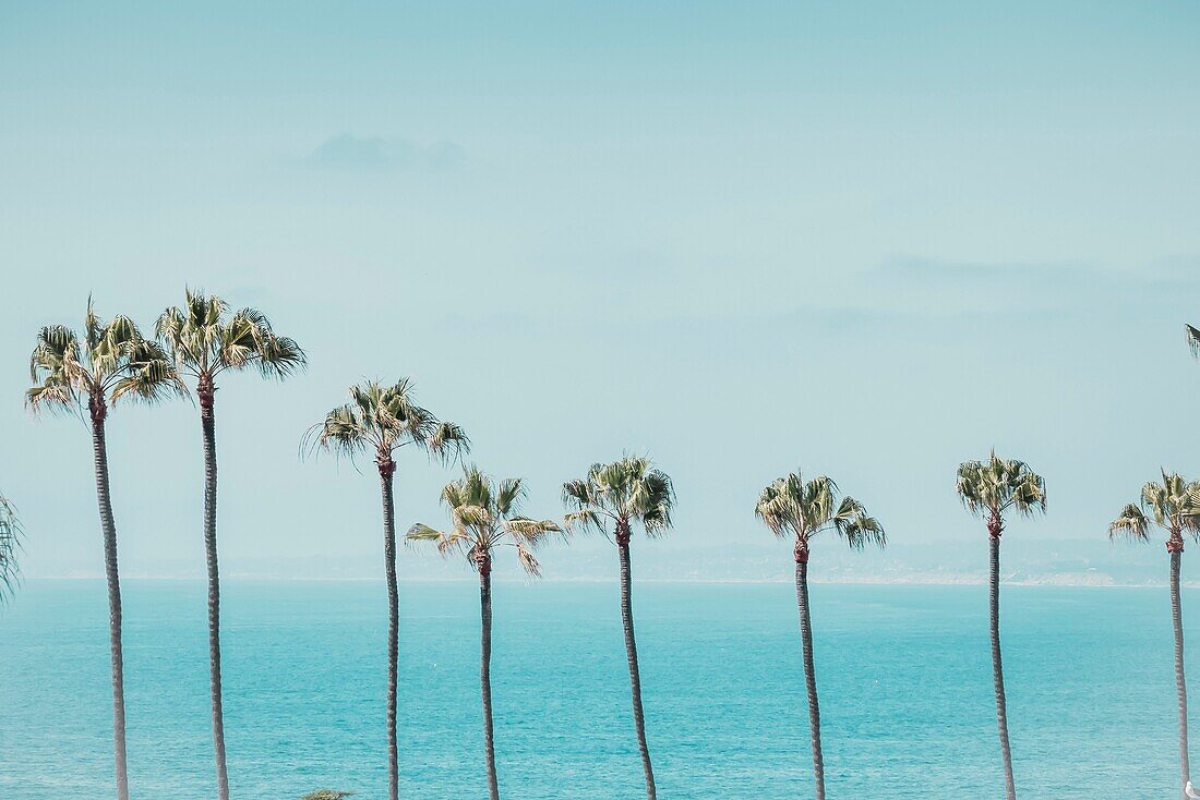 A row of tropical palm trees with the Pacific Ocean in the background, in La Jolla, California