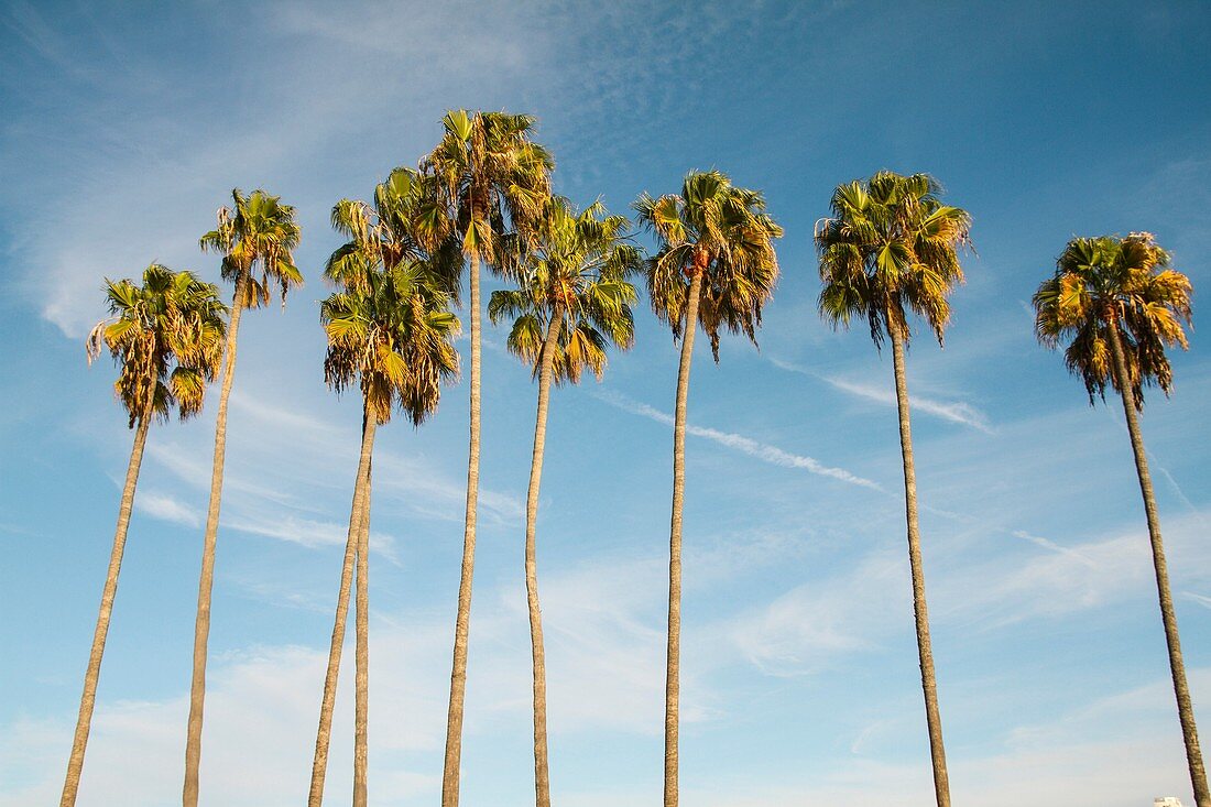A row of tall palm trees at sunset with a bright blue sky and clouds in the background. San Diego, California, USA.