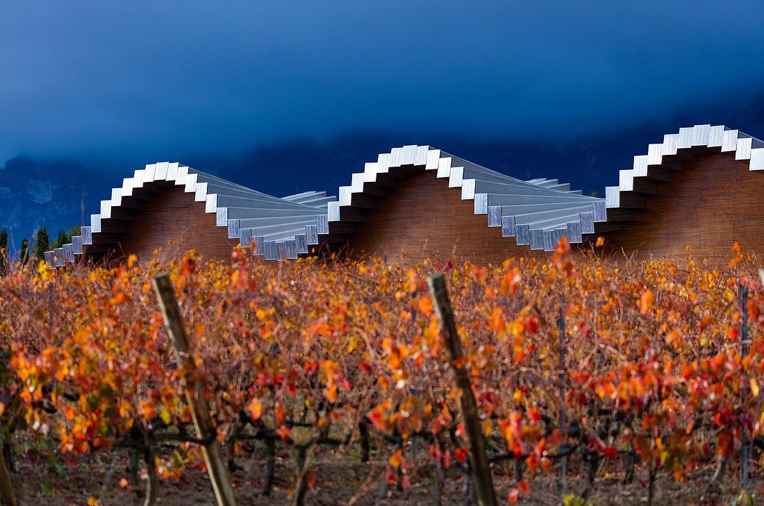 Ysios Winery, Vineyard in autumn, La Rioja, Alava, Basque Country, Spain, Europe.