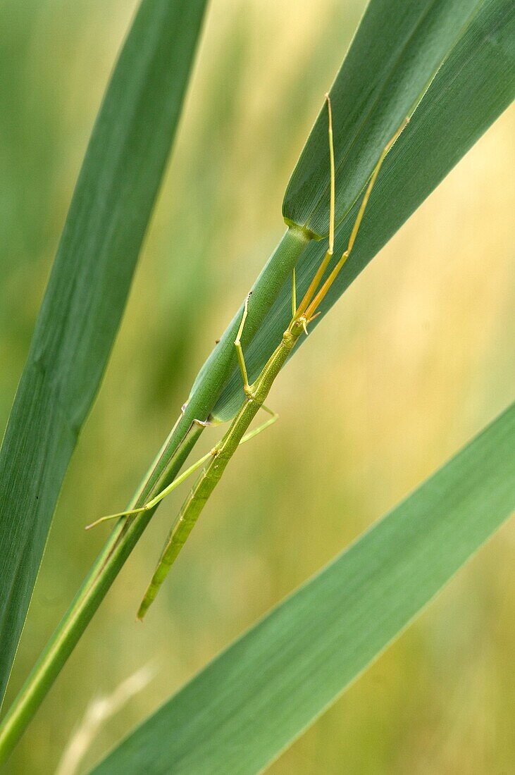 French stick insect (Clonopsis gallica), Camargue, France