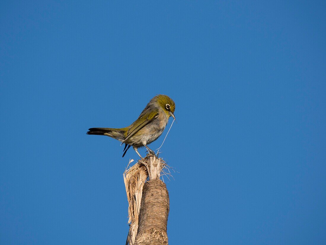 The silvereye or wax-eye (Zosterops lateralis) on top of a cabbage tree trying to remove a loose piece of a leaf. Whangarei Northland, New Zealand.