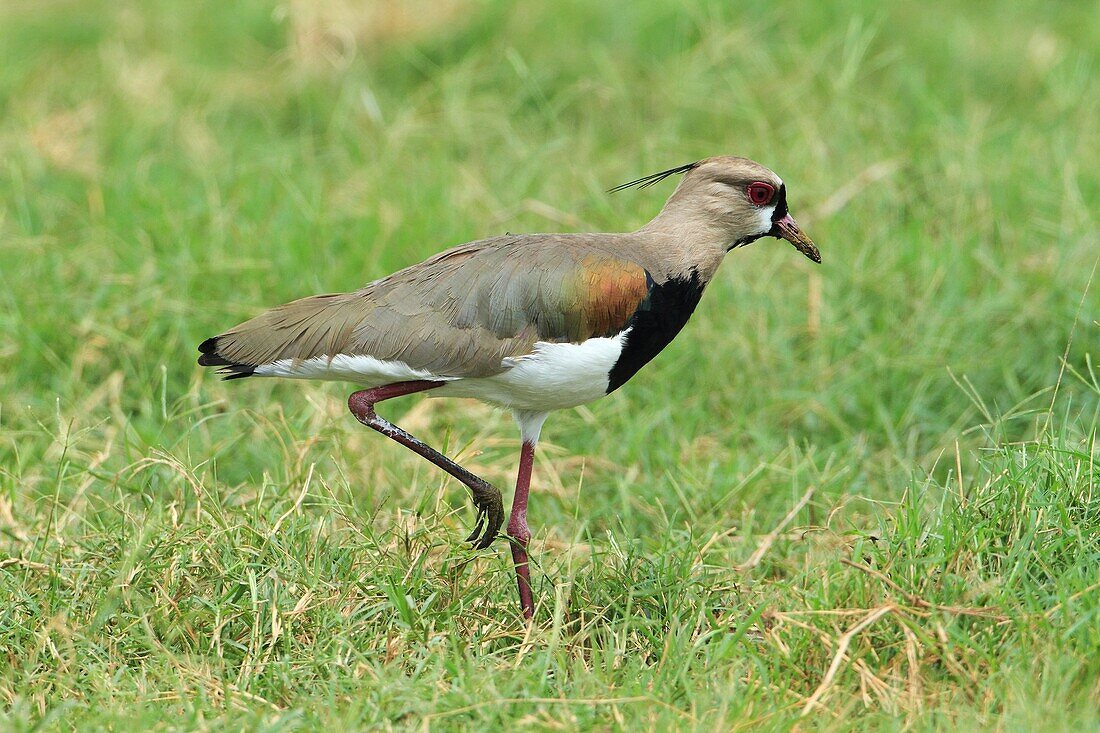 Southern lapwing (Vanellus chilensis). Costa Rica.
