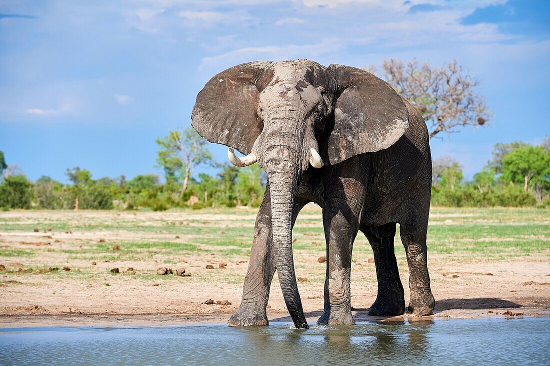 African elephant (Loxodonta africana) drinking at a watehole. Hwange National Park, Zimbabwe.