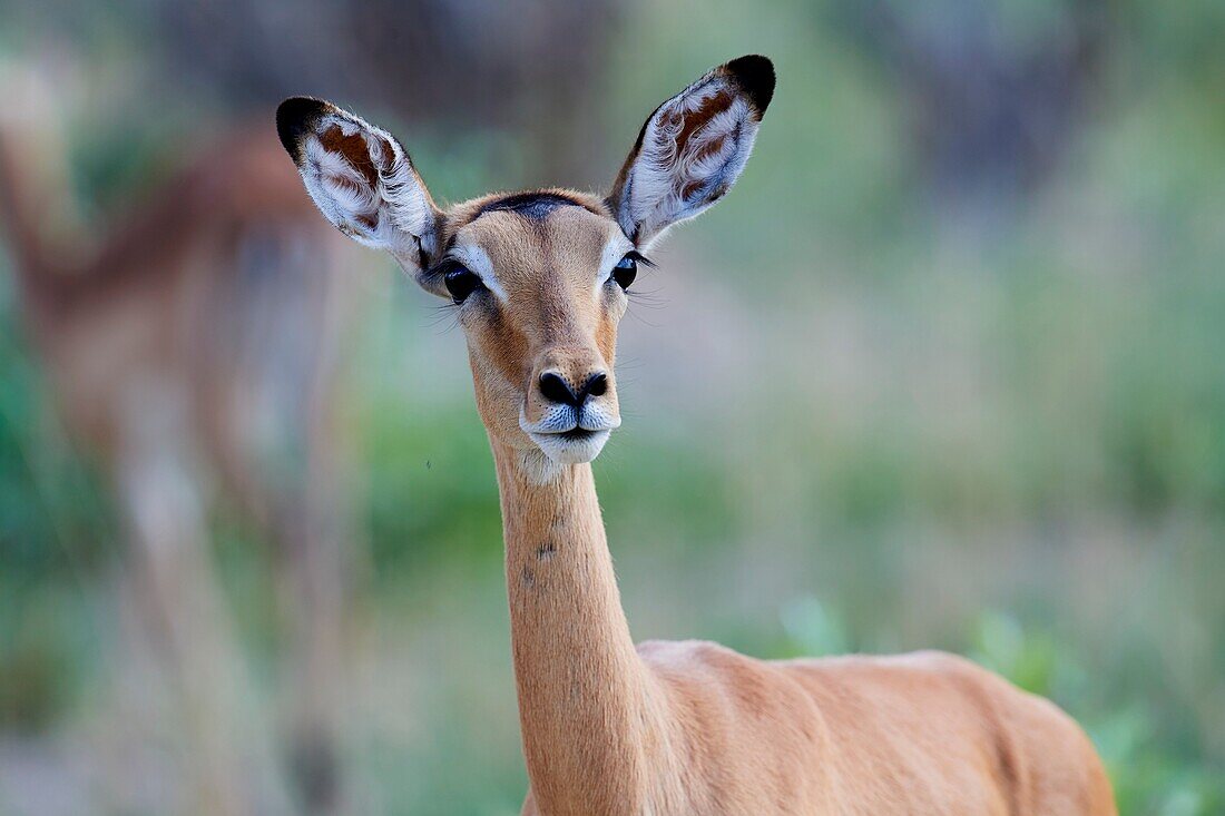 Impala female (Aepyceros melampus) in alert. Hwange National Park, Zimbabwe.