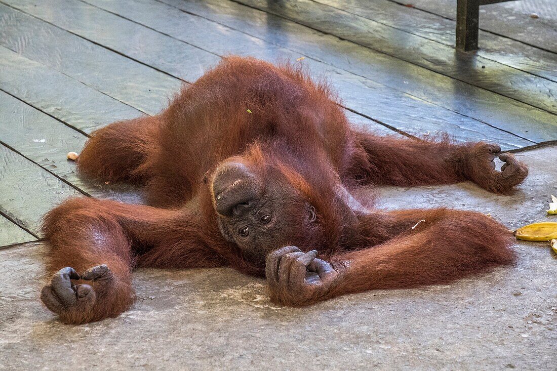 Orang utan, Semenggoh Wildlife Centre, Sarawak, Malaysia.