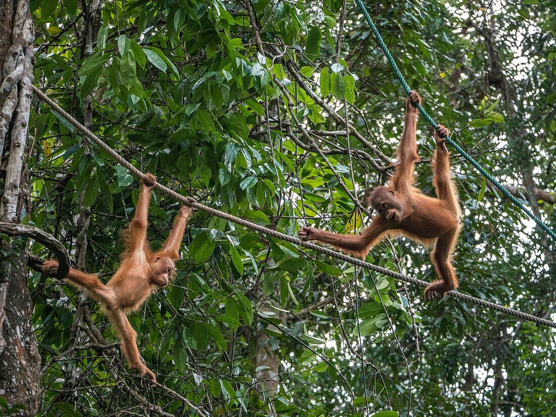 Orang utans, Semenggoh Wildlife Centre, Sarawak, Malaysia.