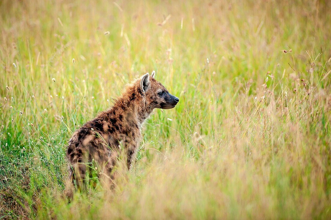 Masai Mara National Reserve, Kenya, Africa. An spotted hyena cub (Crocuta crocuta).