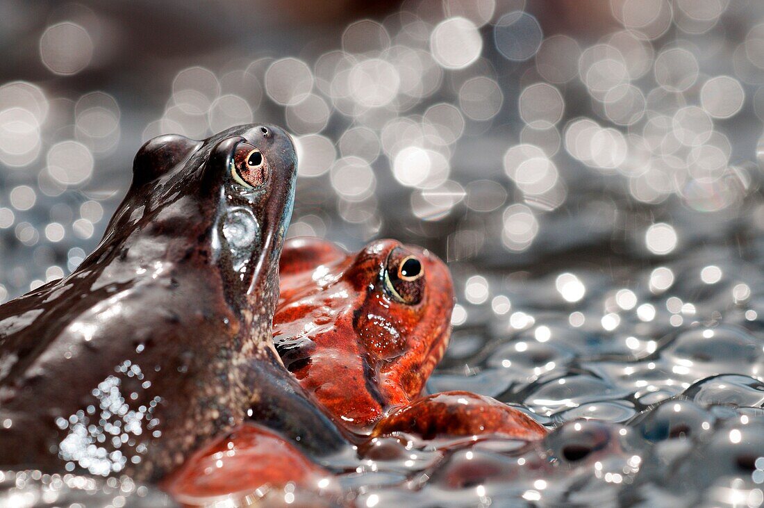 Rana temporaria and eggs in an alpine lake.