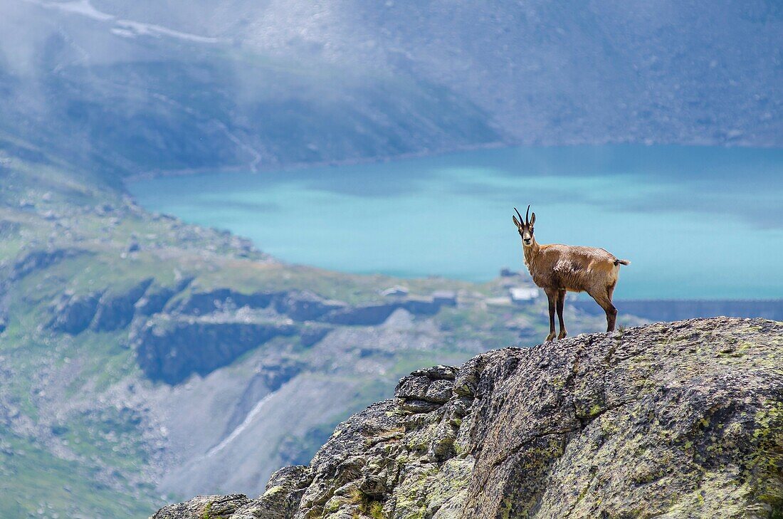 Chamois on a rocky slope (Valle dell'Orco, Gran Paradiso National Park, Piedmont, Italy).